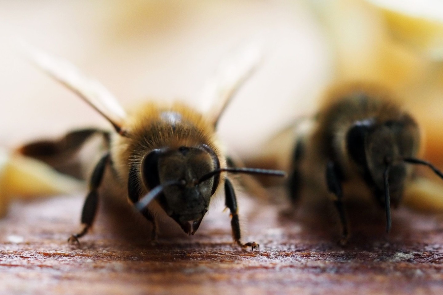 Um den Genpool der eigenen Bienenvölker zu stärken, importiert Australien Bienenköniginnen aus Europa.