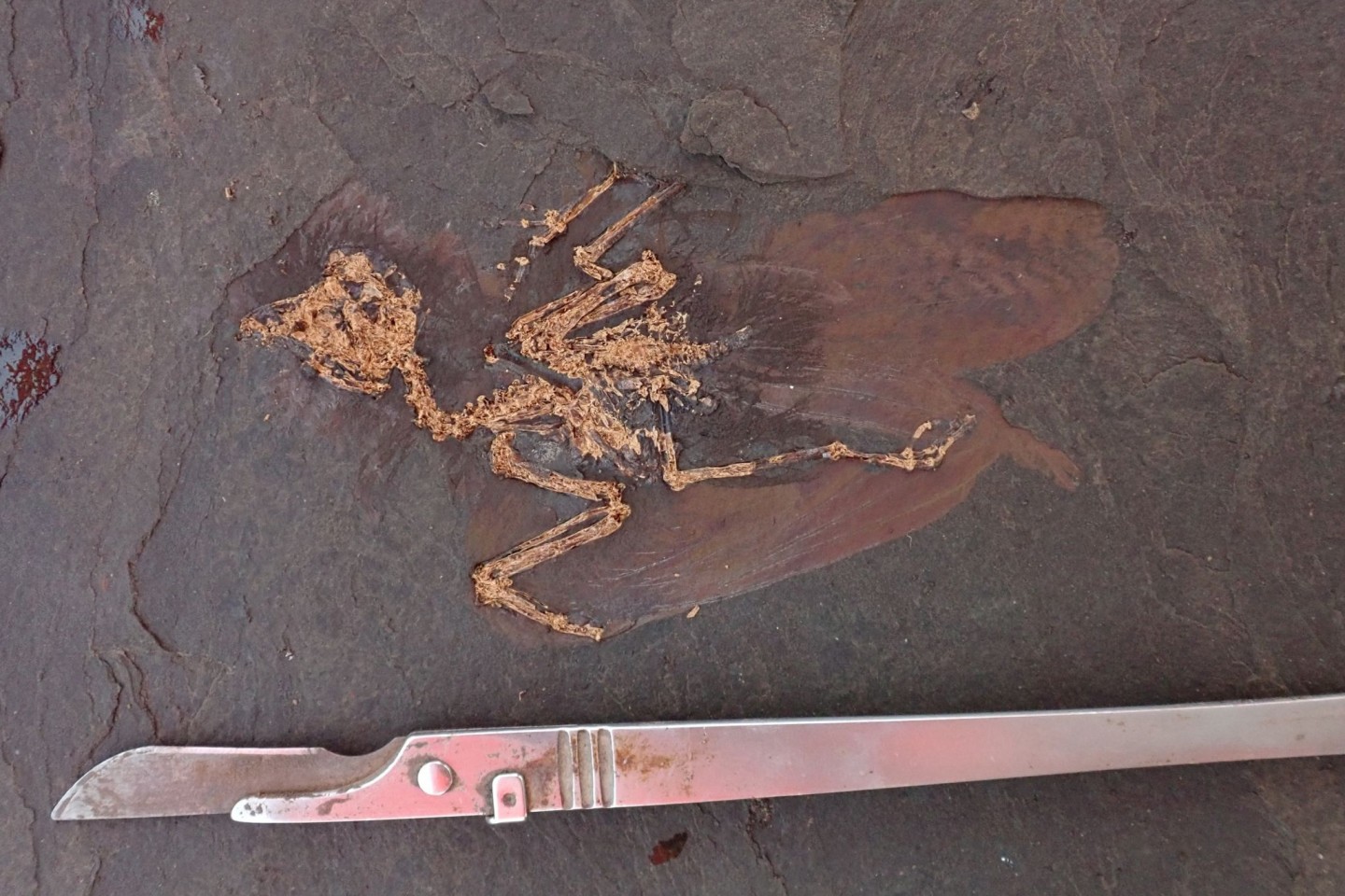 Das Fossil einer bisher unbekannten Vogelart wurde bei Grabungsarbeiten in der Grube Messel gefunden.