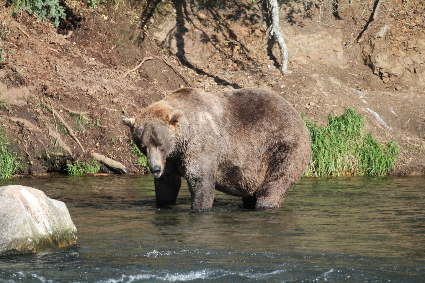 Otis, ein älterer Braunbär, ist Alaskas «Fat Bear» 2021.