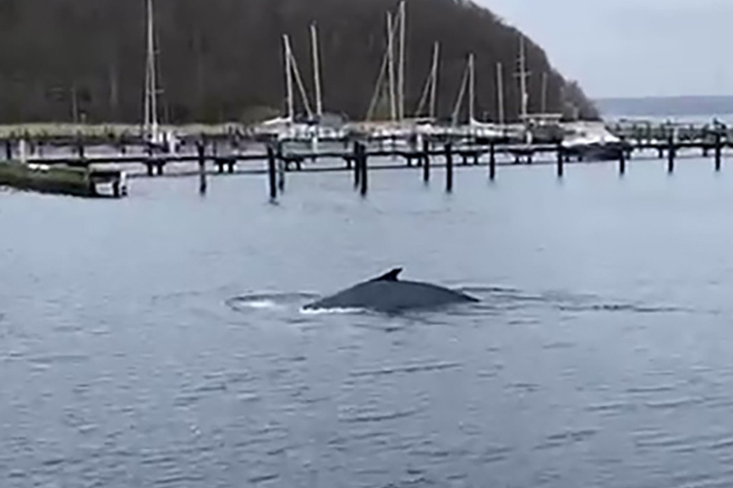 Vor einigen Tagen ist in der Flensburger Förde ein Buckelwal gesichtet worden.