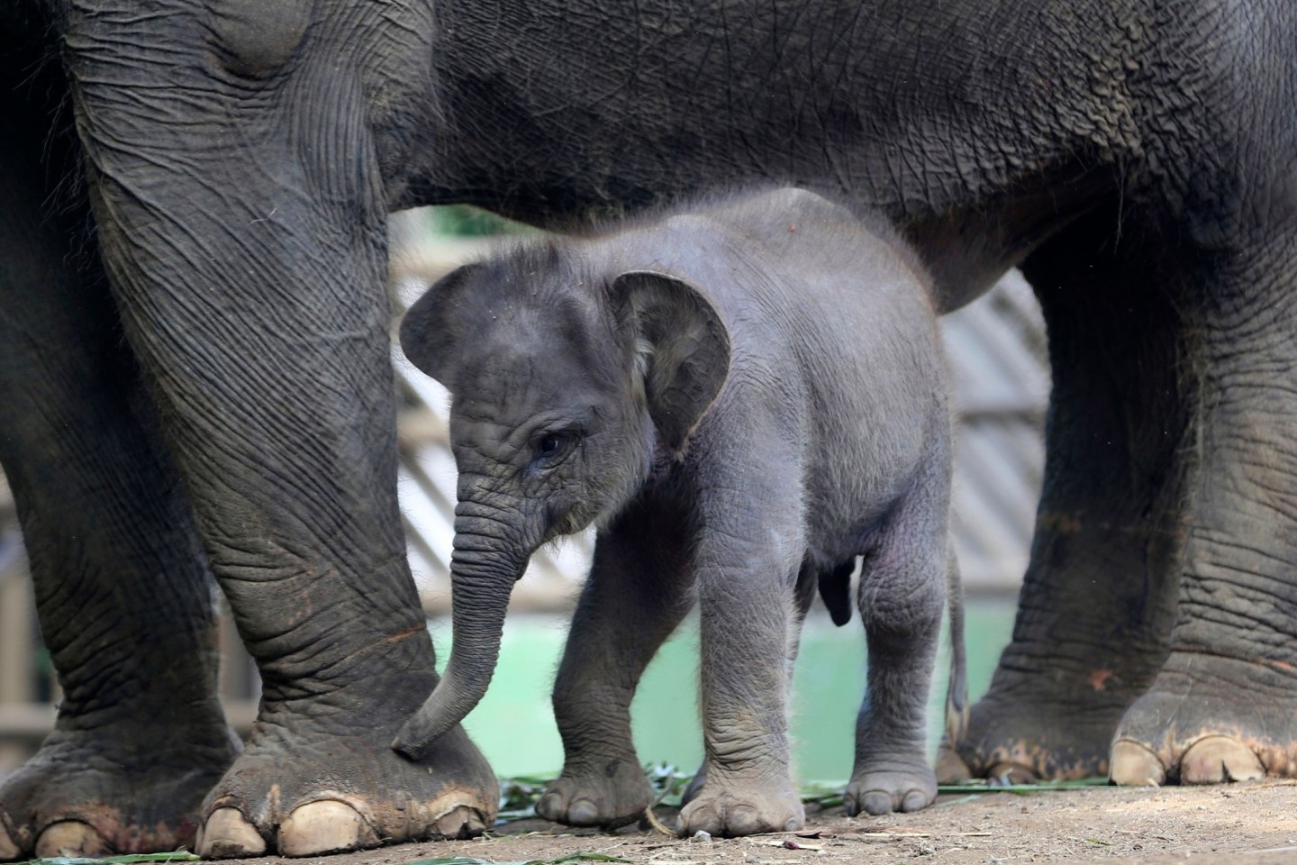 Der Sumatra-Elefant Lanang sucht die Nähe seiner Mutter Terry im Zoo von Bali.