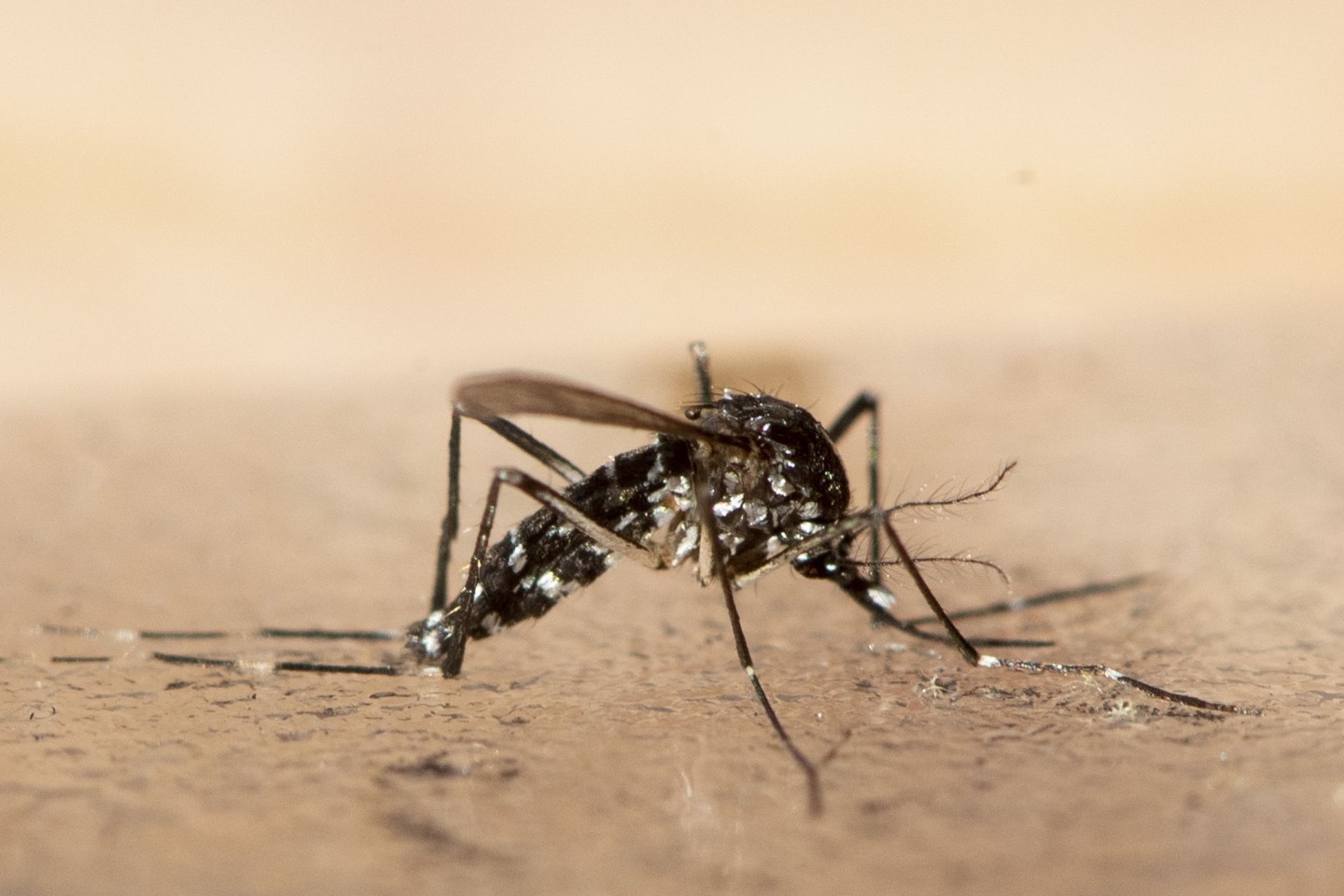 Exotische Stechmückenarten sind in Europa wieder auf dem Vormasch. Sie können gefährliche Viren übertragen.