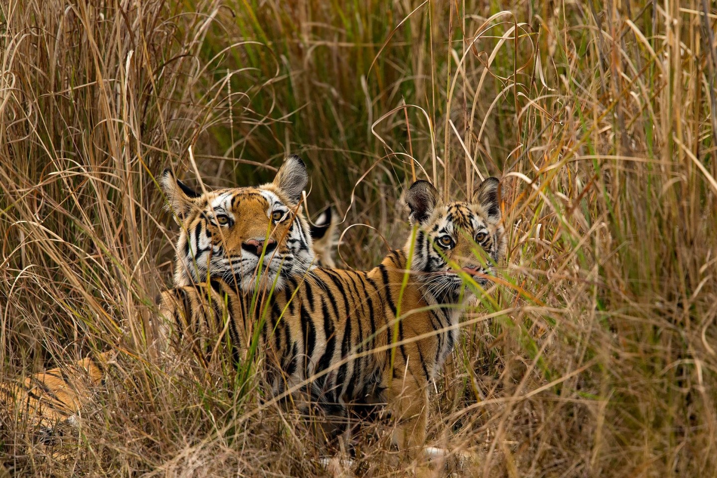 Tigerjunge begrüßen ihre Mutter im indischen Bandhavgarh-Nationalpark, als sie von der Jagd zurückkehrt.