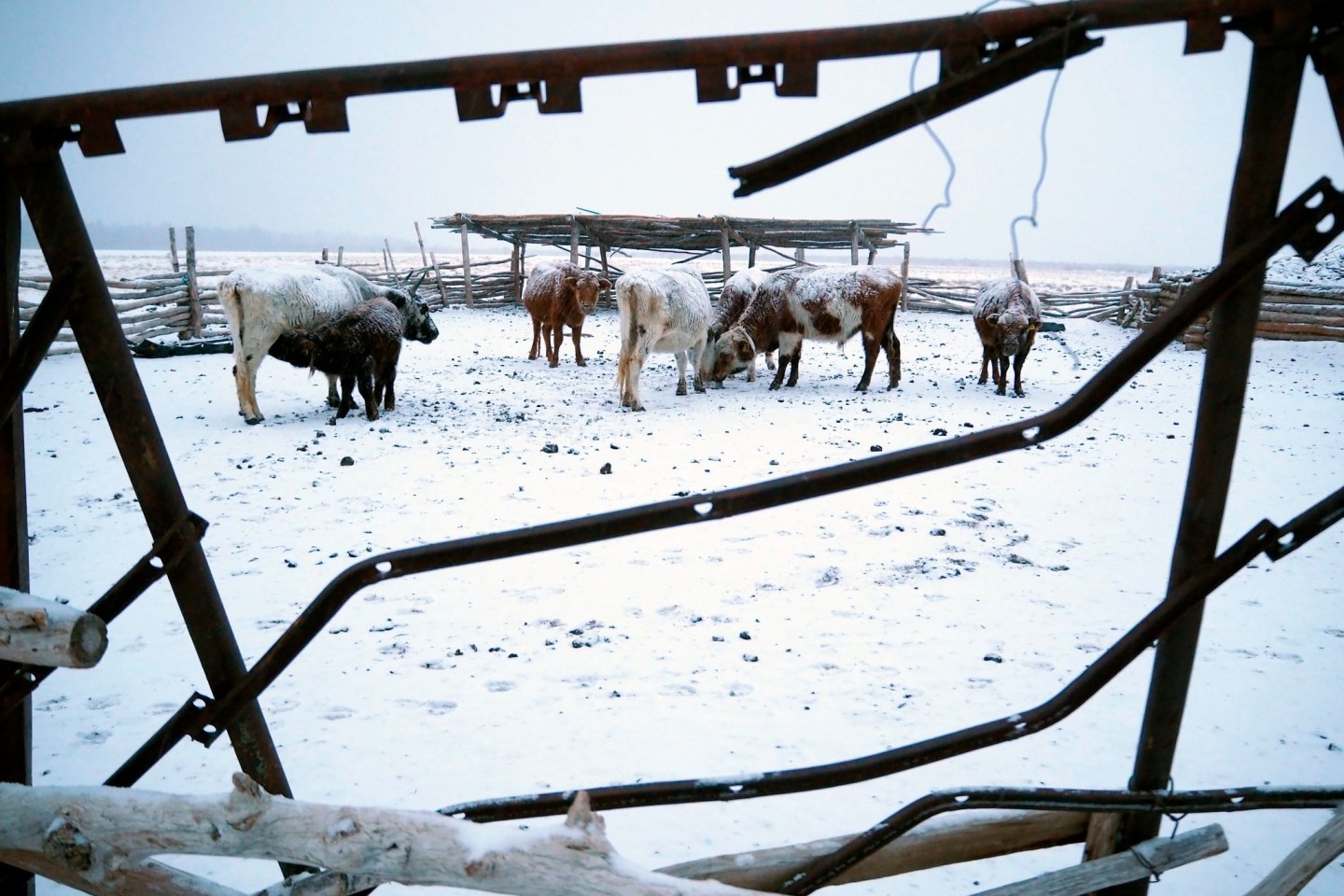 Die Mongolei wurde von einem extremen Wintereinbruch heimgesucht, dem mehr als 1,5 Millionen Nutztiere zum Opfer fielen (Archivbild).