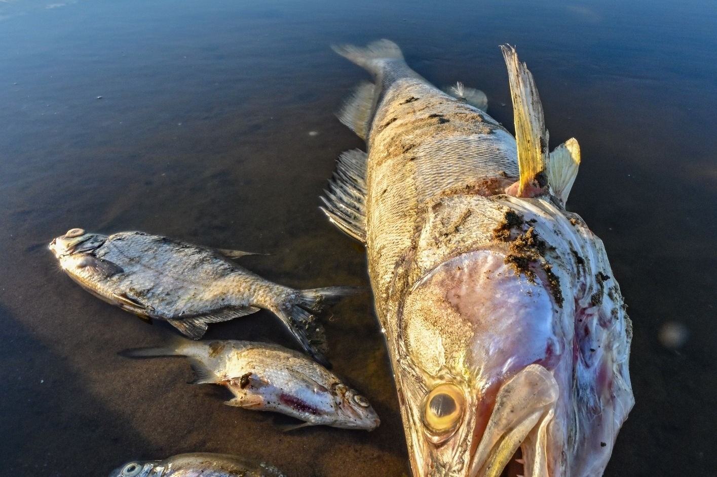 Tote Fische treiben im August im flachen Wasser der Oder.
