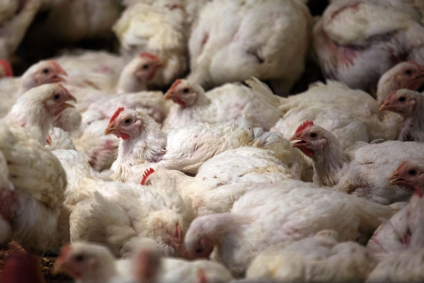 2,1 Prozent der 634 Millionen im Jahr 2021 geschlachteten Masthühner waren nicht zum Verzehr geeignet - das sind mehr als 13,3 Millionen.
