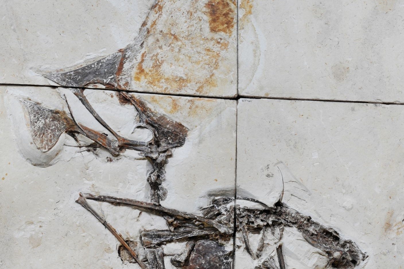 Das Fossil des Pterosauriers der Art Tupandactylus navigans.