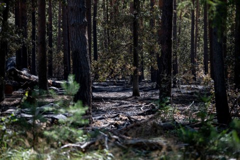Forstamt zu Brand im Grunewald: «Wald kann damit umgehen»