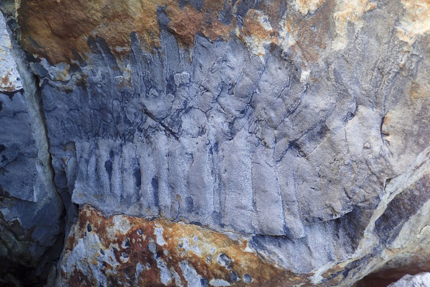 Handout-Foto des Arthropleura-Fossils am Strand von Howick in Northumberland.
