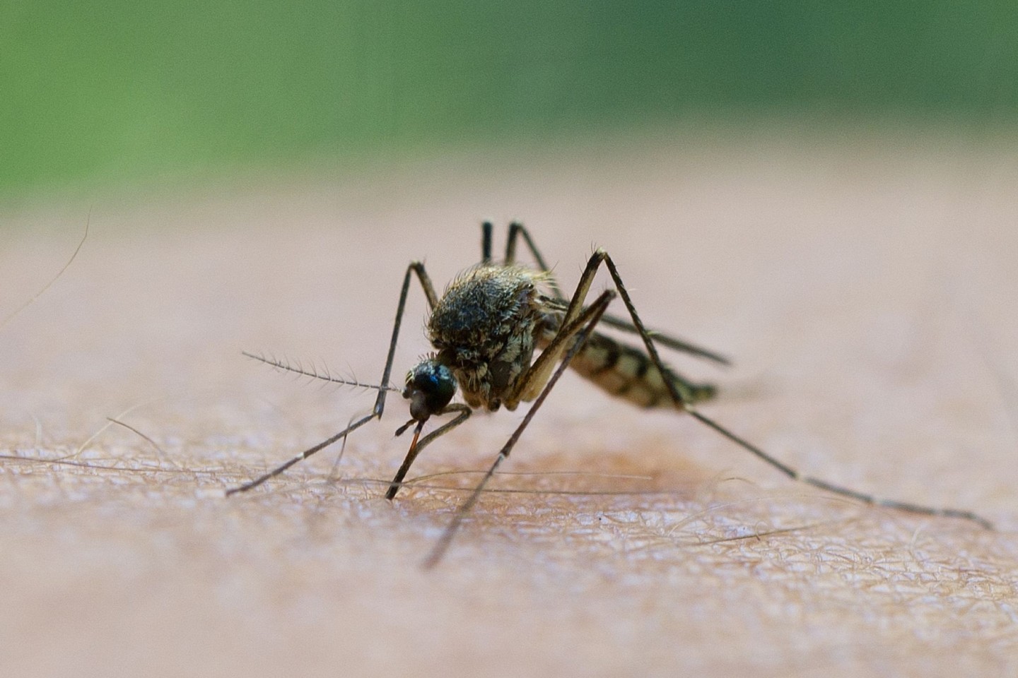 Witterungsbedingt: Die ersten Stechmücken sind bereits geschlüpft.