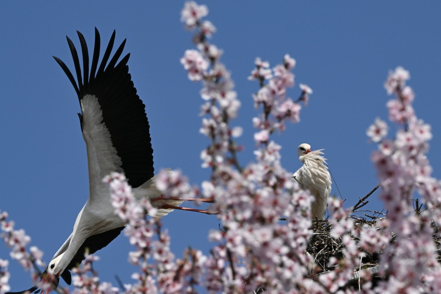 Hinter einem blühenden Mandelbaum im hessischen Bensheim startet ein Storch aus seinem Nest.