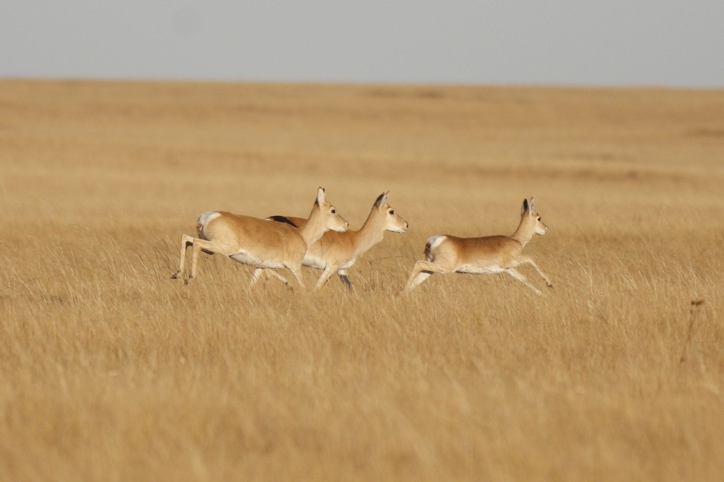 Eine Gruppe von mongolischen Gazellen. Eine Gazelle hat rechnerisch in fünf Jahren den halben Erdball umrundet.