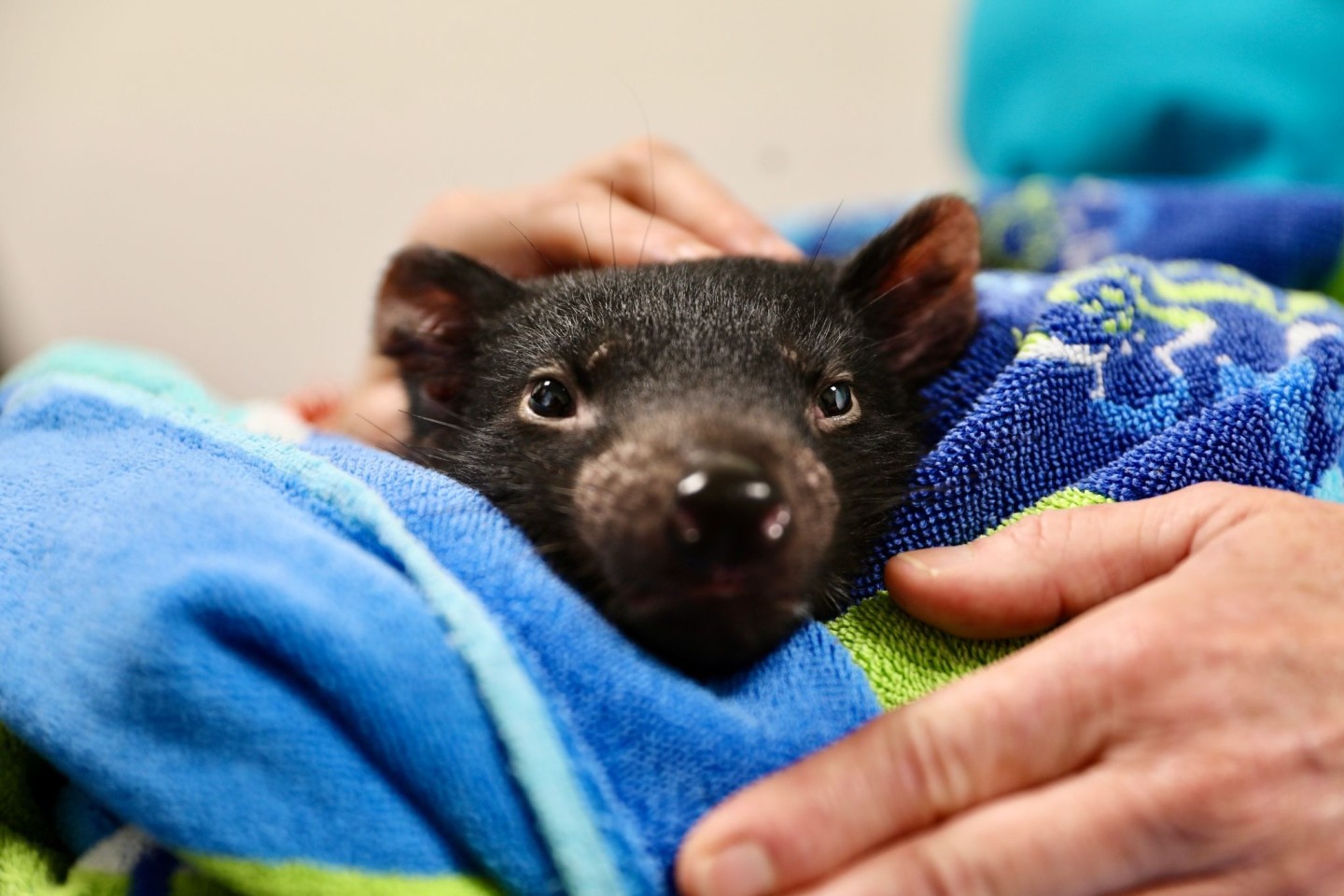 Tierärzte in Australien haben erstmals eine Katarakt-Operation bei einem Tasmanischen Teufel durchgeführt.