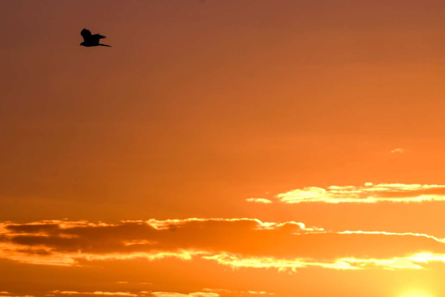 Ein Raubvogel fliegt bei Sonnenaufgang über ein Feld bei Hannover.
