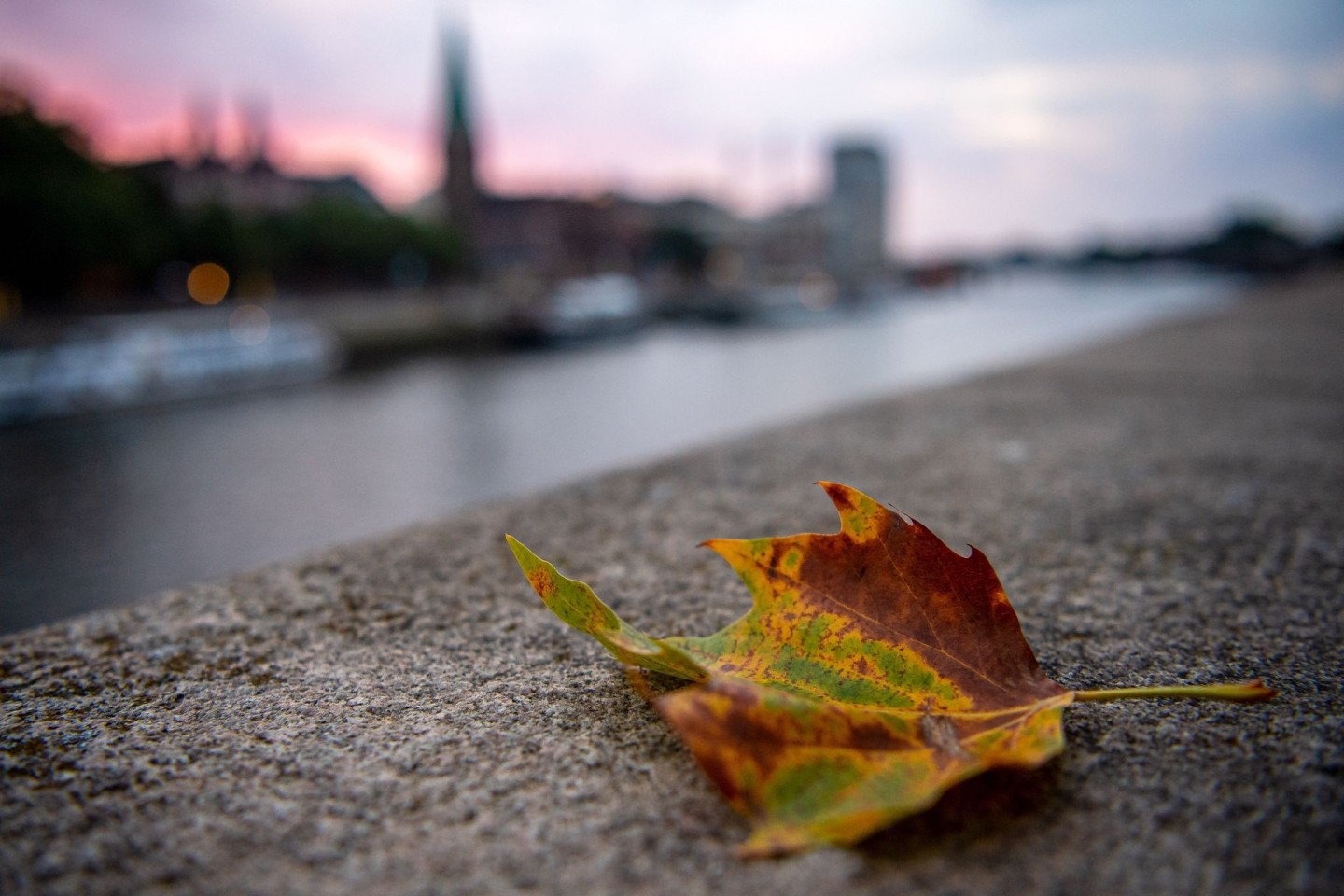 Ein herbstlich gefärbtes Blatt ist ans Ufer der Weser in Bremen geflattert.