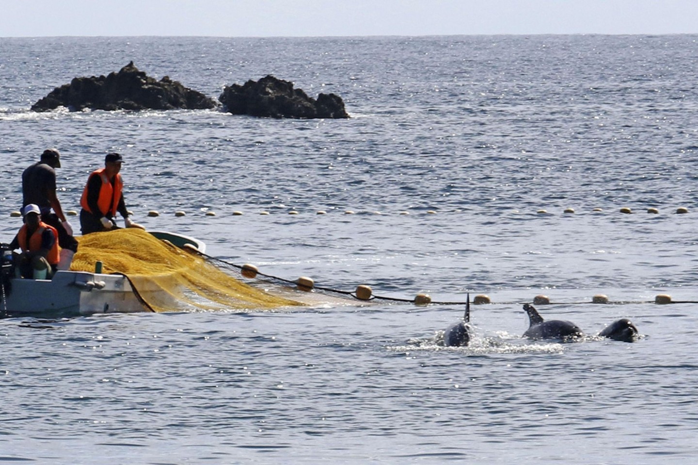 In den Gewässern vor Taiji findet die erste Treibjagd der Saison auf Delfine und andere Kleinwale statt.