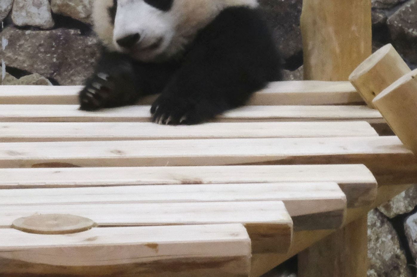 Japaner lieben Pandas - nach der Geburt von Panda-Zwillingen in einem Tokioter Zoo wird nun mit einem Besucherandrang gerechnet. (Symbolbild)