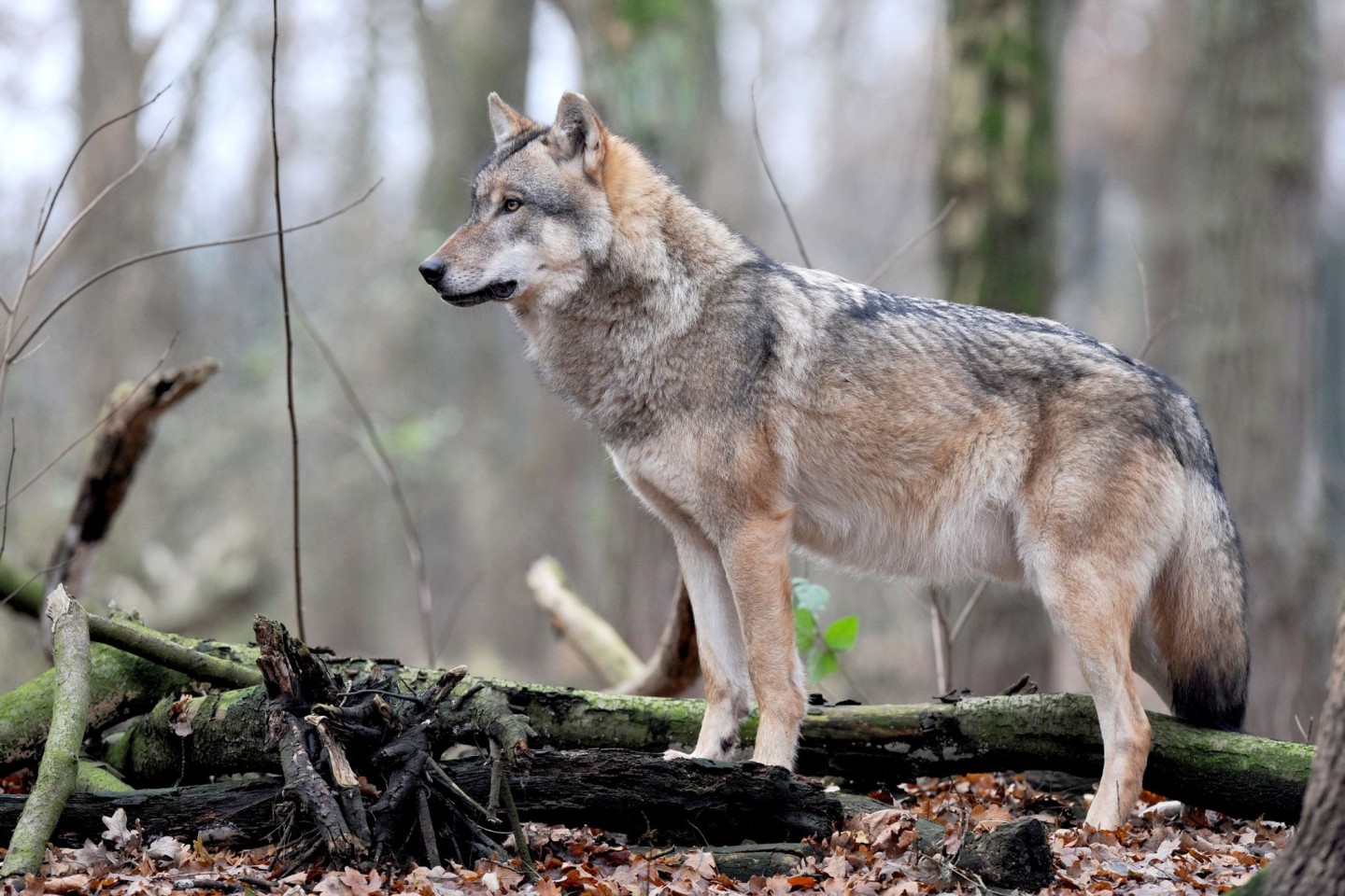 Graue Wölfe, die mit dem Neuroparasiten Toxoplasma gondii infiziert sind, werden mit 46-mal größerer Wahrscheinlichkeit Rudelführer als ihre nicht infizierten Artgenossen.
