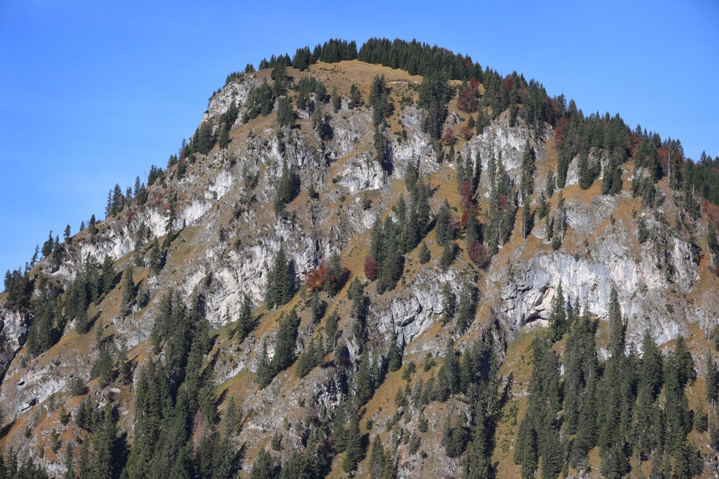 Nadelbäume stehen in den Steillagen der Allgäuer Alpen. Deutschlands Alpen wachsen mit Wäldern zu. Das ist eine Folge des Klimawandels.