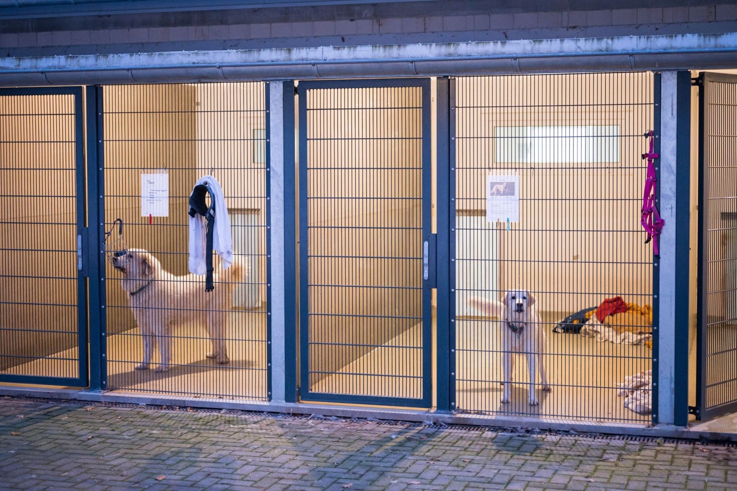 Zwei Hunde im Tierheim Saarbrücken.