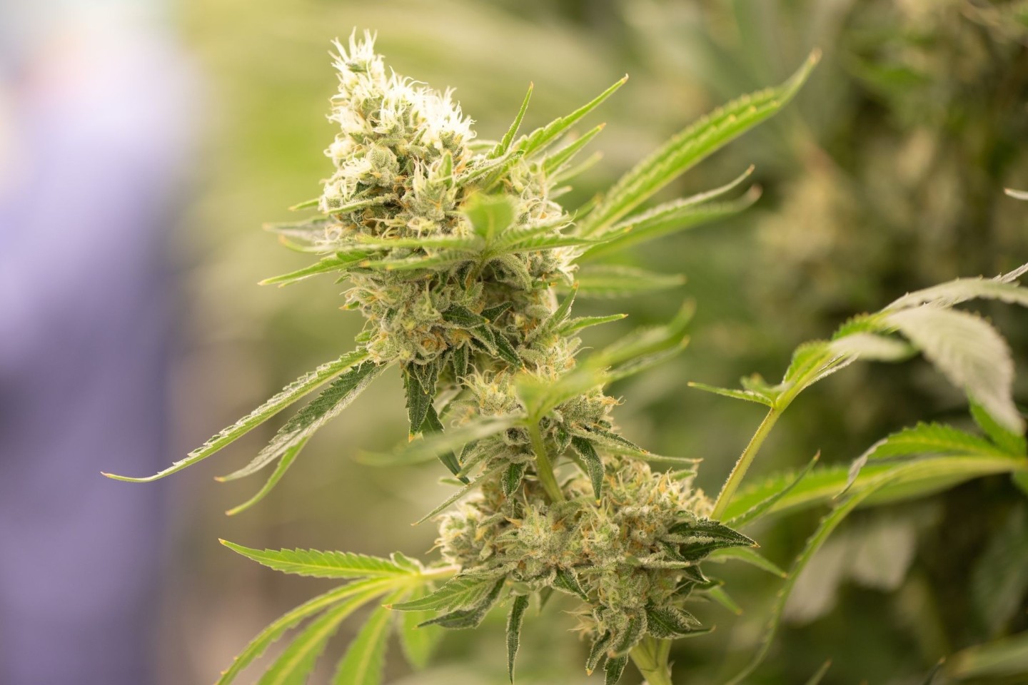 Cannabispflanzen brauchen für das Wachstum besonders viel Wärme und Licht.