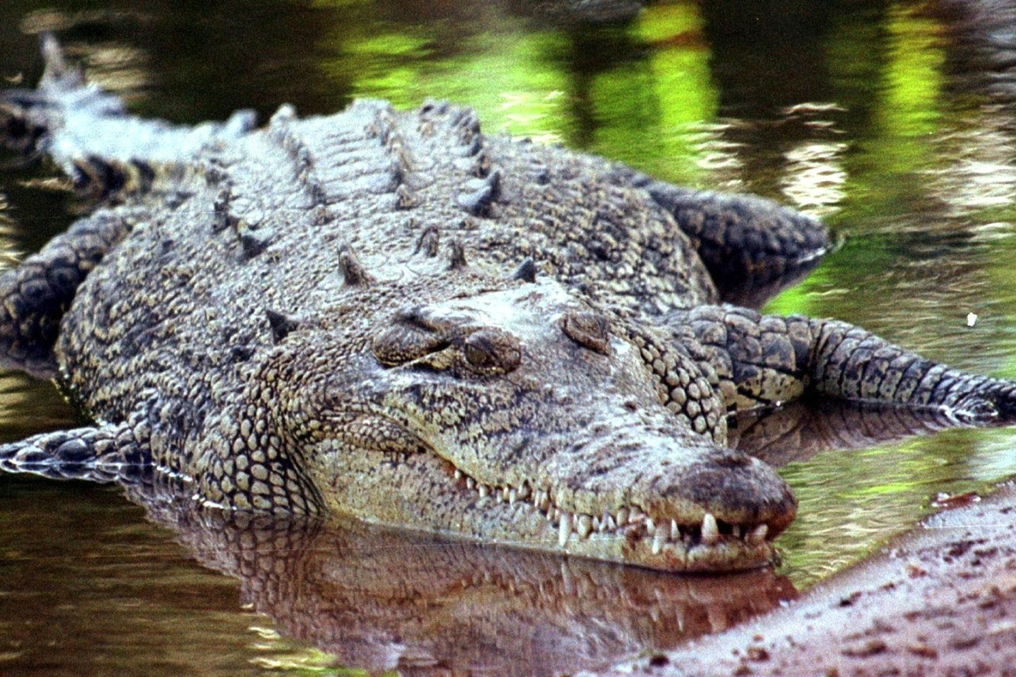 In Australien soll Künstliche Intelligenz in Zukunft Krokodilattacken verhindern.