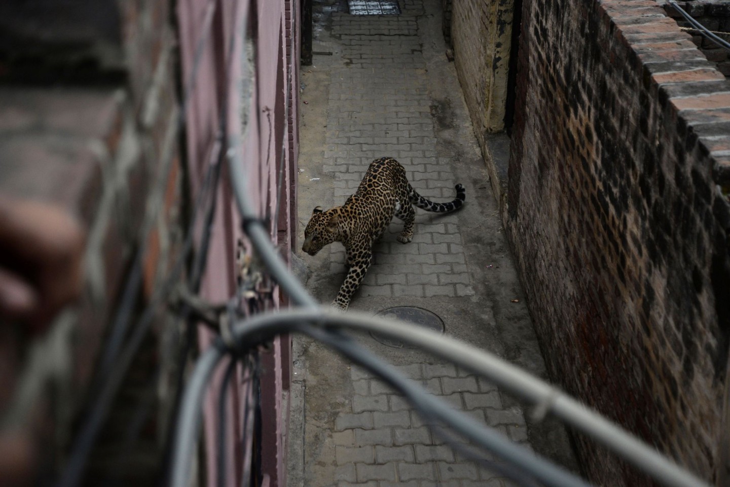 Ein Leopard auf Nahrungssuche hat in Indien merhere Menschen verletzt (Symbolbild).