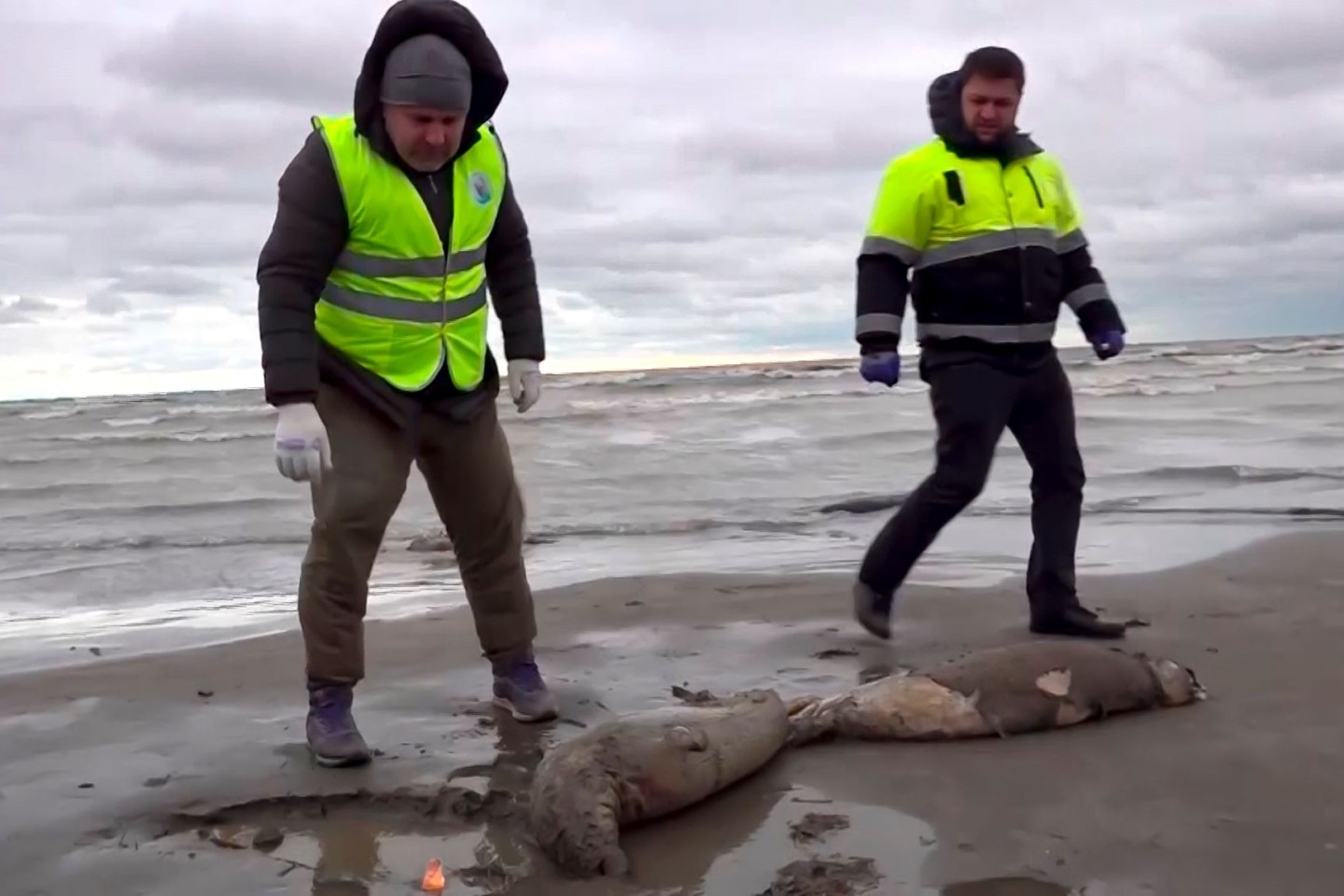 Mitarbeiter der Umweltstaatsanwaltschaft haben am Strand des Kaspischen Meers tote Robben gefunden.