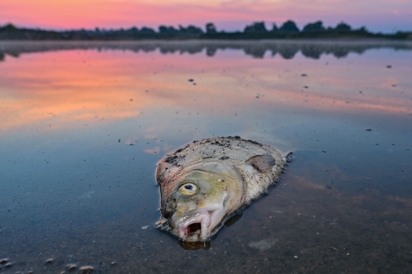 Ein toter Fisch im flachen Wasser des deutsch-polnischen Grenzflusses Oder.