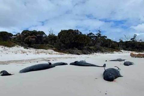 Mehr als 30 tote Grindwale an Strand in Tasmanien entdeckt