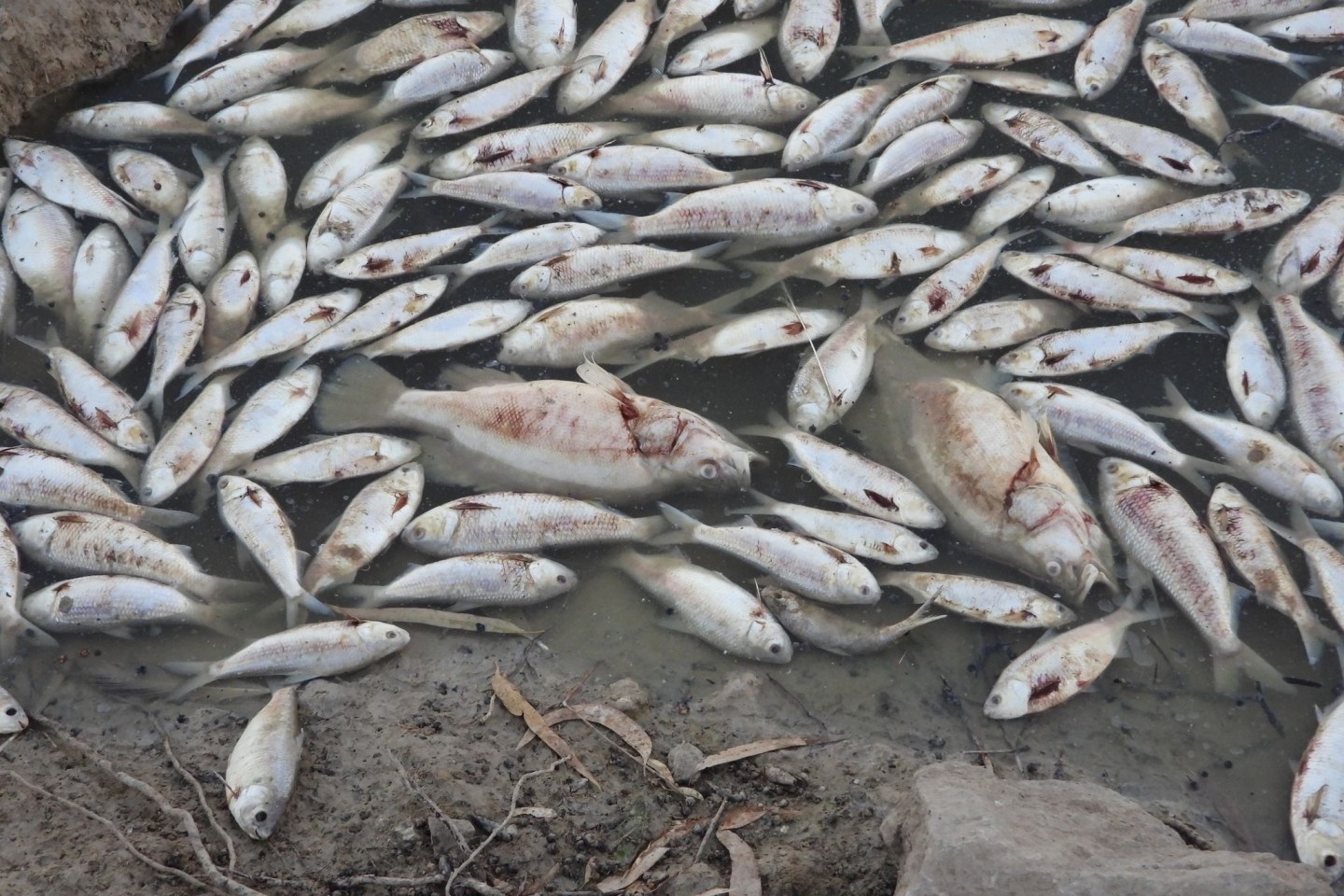 Dem Ministerium für Primärindustrie zufolge ist der Tod der Fische wahrscheinlich auf eine Kombination aus der Hitze und dem niedrigen Sauerstoffgehalt durch die zurückgehenden Überschwe...