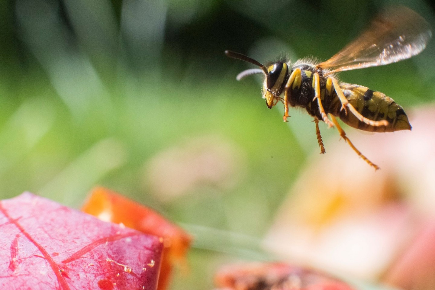 Eine Wespe fliegt über Äpfel in einem Obstgarten. Tierschützer haben weniger Wespen in diesem Jahr registriert.