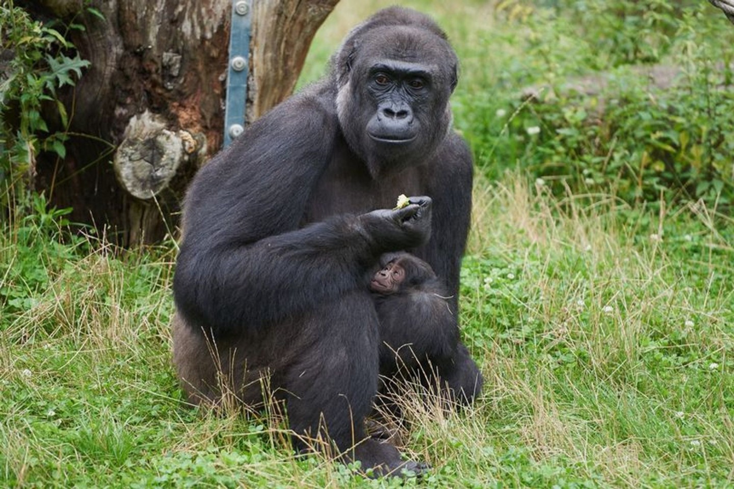 Gorillafrau «Muna» kümmert sich fürsorglich um ihren Sohn.