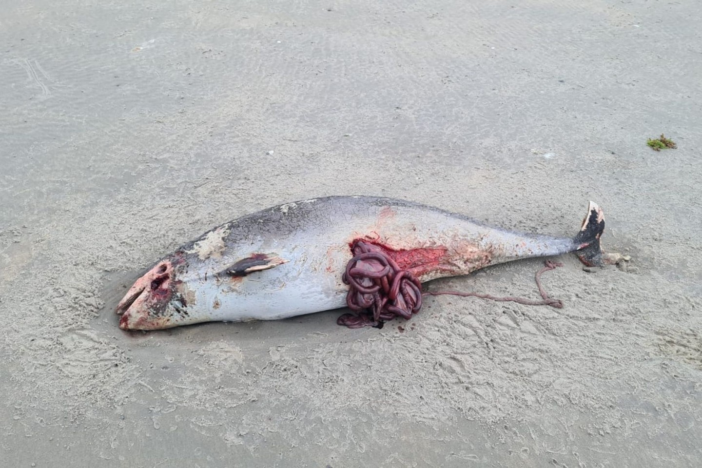 Dutzende tote Schweinswale sind auf den niederländischen Watteninseln angespült worden und versetzen Umweltschützer in Sorge.