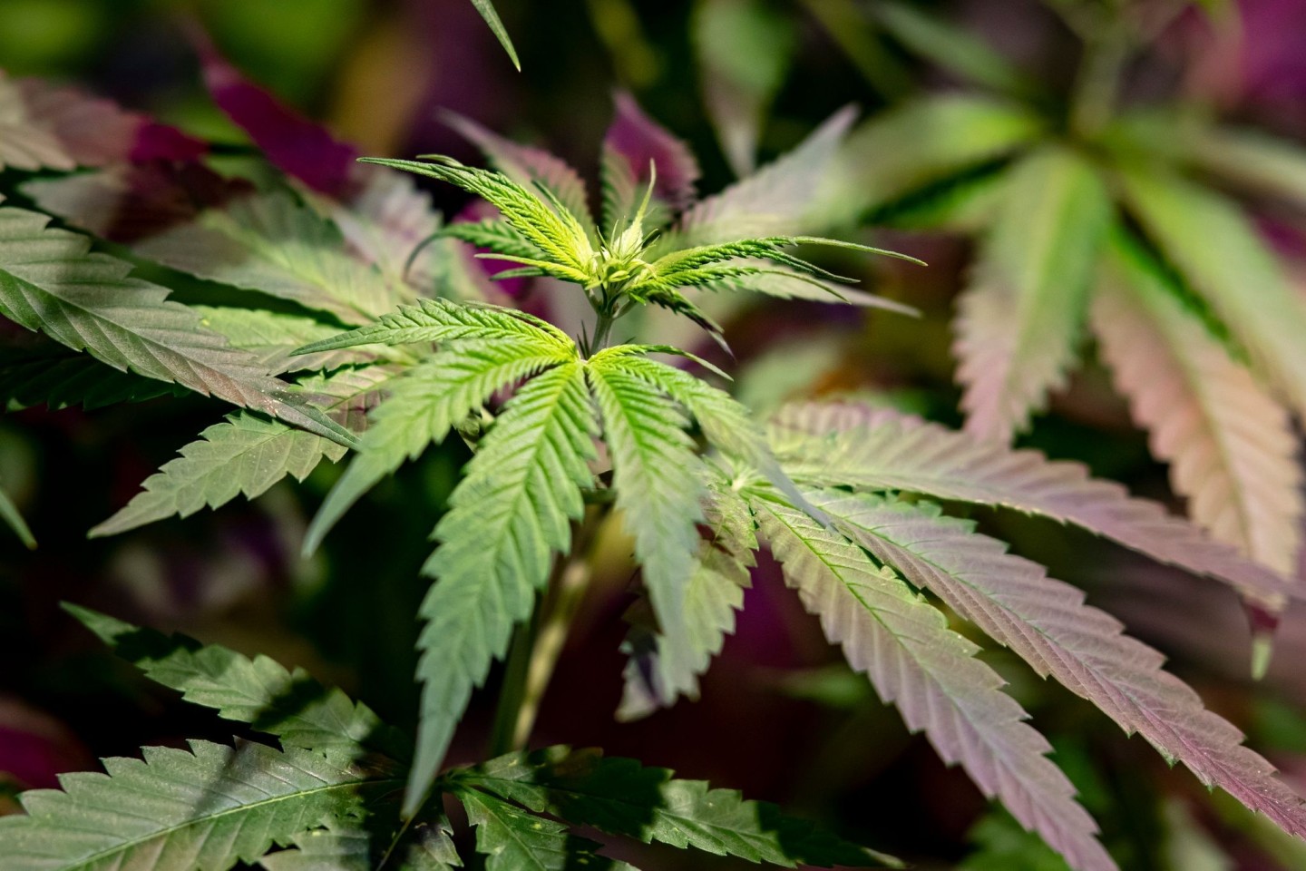 Eine Hanfpflanze: In Marokko hat die Polizei 31 Tonnen Cannabis beschlagnahmt.