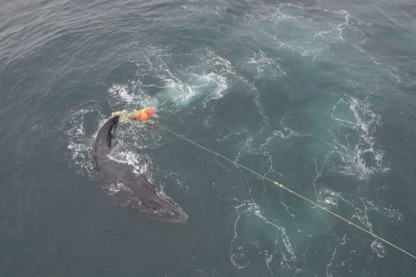 Ein junger Buckelwal hatte sich in einem Haifischnetz in den Gewässern vor der Gold Coast verfangen.