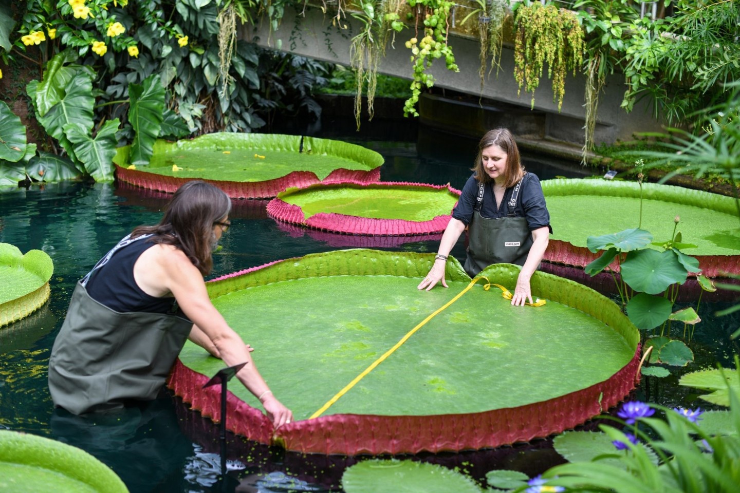 Wissenschaftler messen ein Blatt der Victoria Boliviana in Kew Gardens.