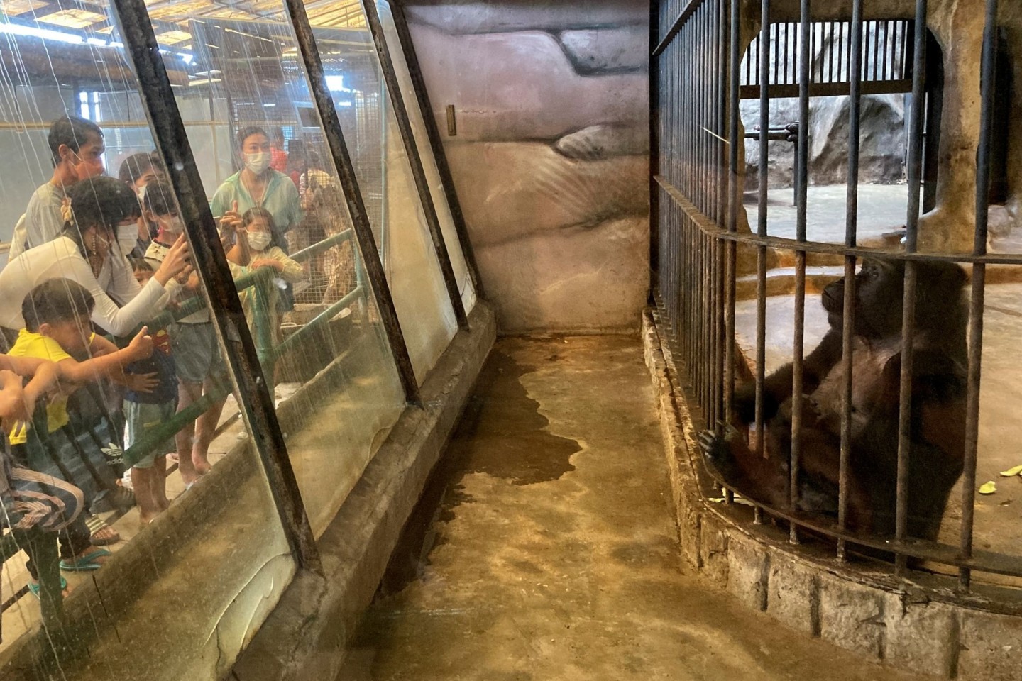 Besucher des Pata Zoo auf dem Dach eines Einkaufszentrums in Bangkok fotografieren das Gorilla-Weibchen Bua Noi. Die Primatin lebt seit mehr als 30 Jahren auf Betonboden ohne Tageslicht oder...