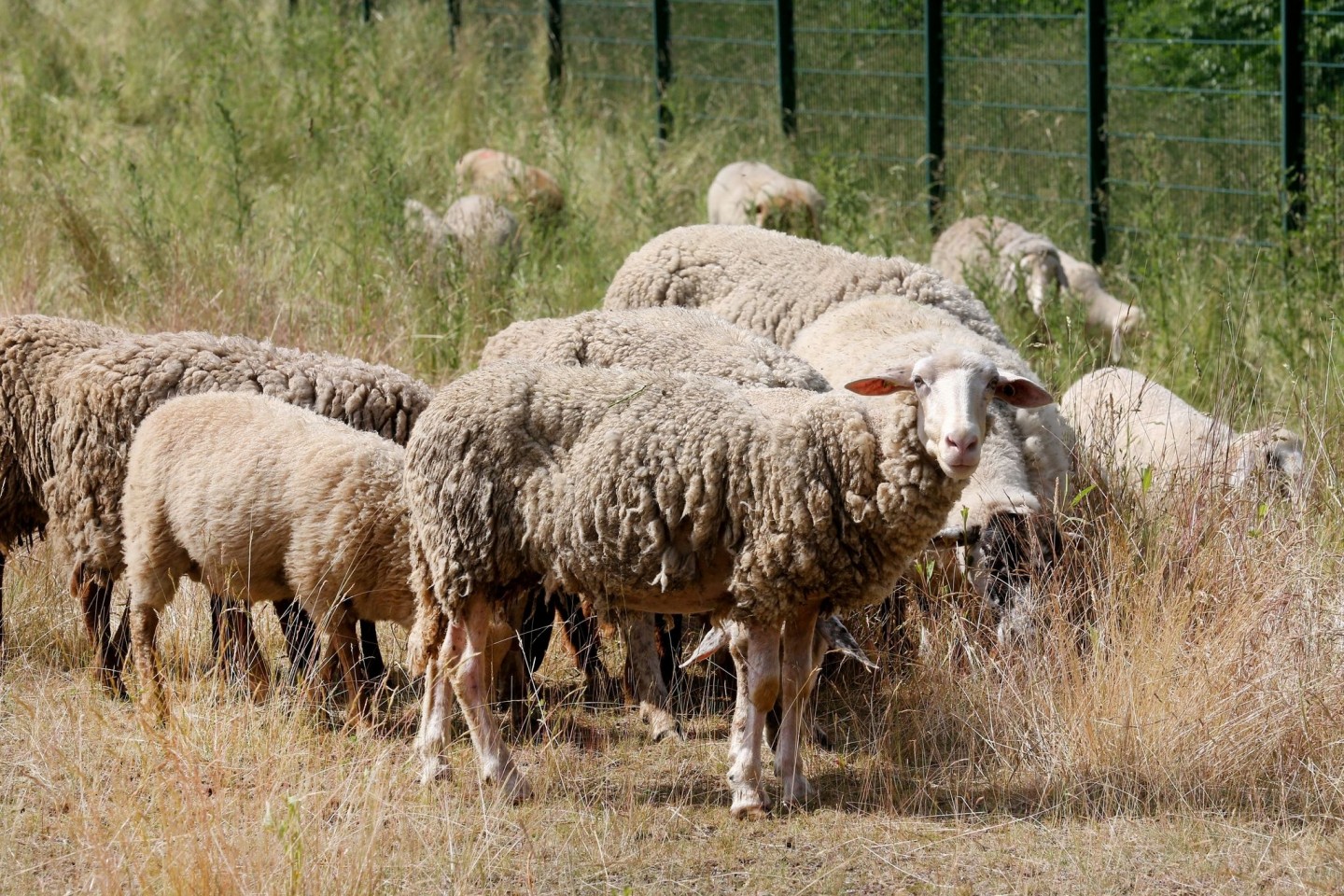Schafe sollen als «natürliche Rasenmäher» den Bewuchs in den Autobahnentwässerungsanlagen kurz halten.
