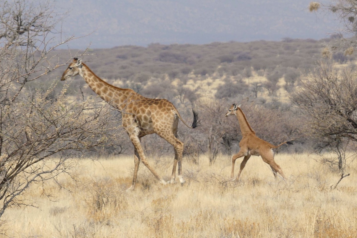 In Namibia ist dises Giraffenbaby (r) ohne Flecken in freier Wildbahn gesichtet worden.