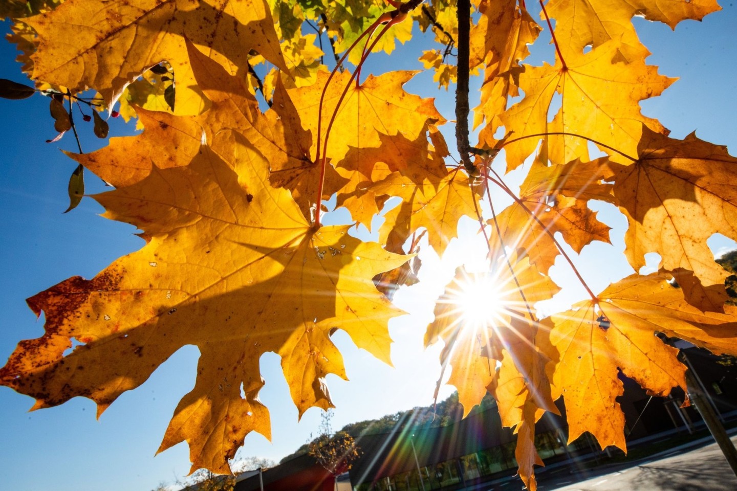 Bei schönem Wetter strahlt die Sonne in Stuttgart durch herbstlich gefärbte Blätter.