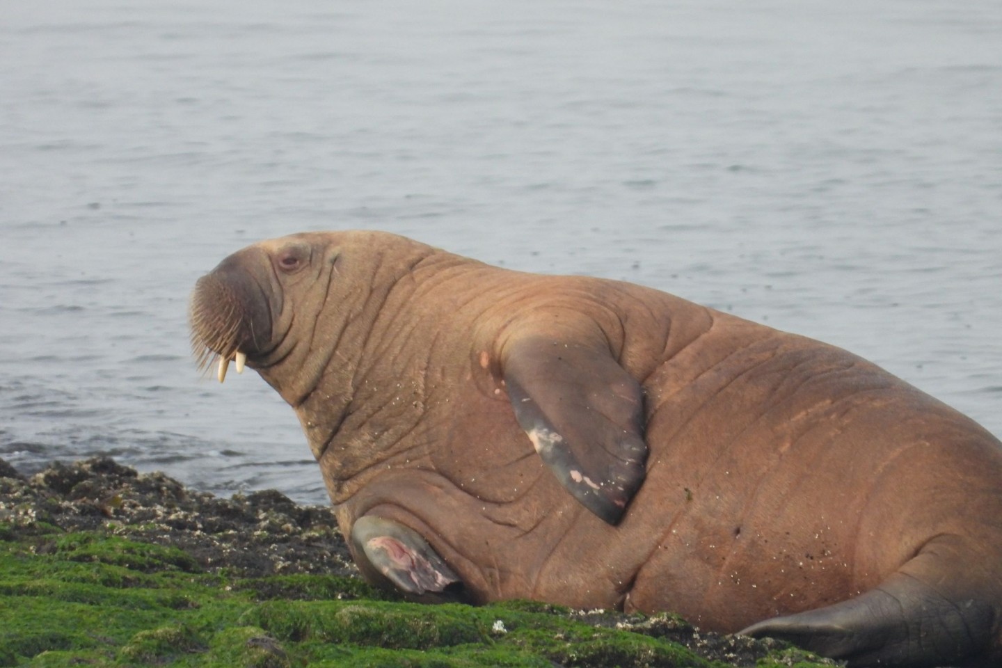 Ein Walross liegt auf der Nordsee-Insel Baltrum. Das überraschend aufgetauchte Tier hat die Insel offenbar schnell wieder verlassen.