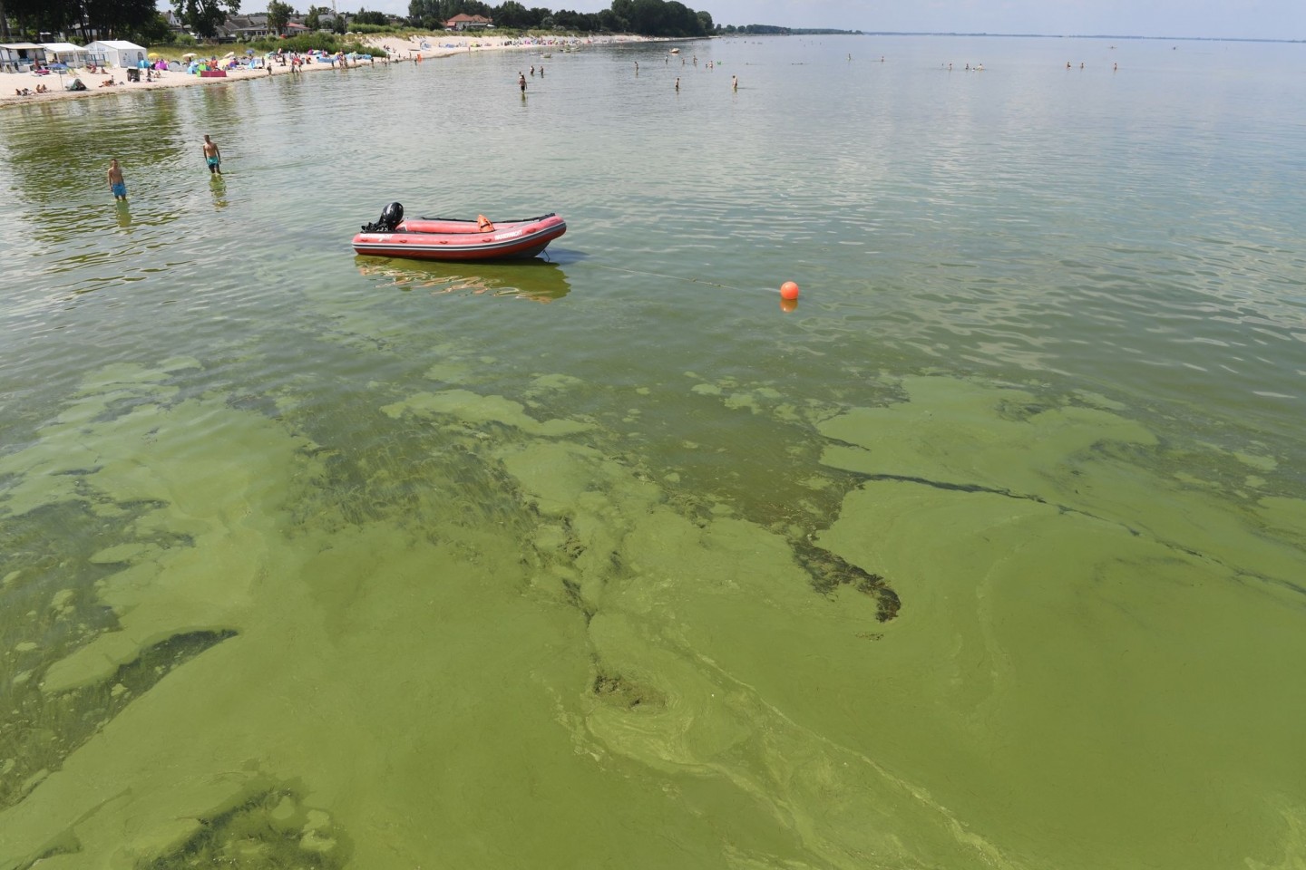 Grünalgen treiben im Wasser am Strand von Lubmin. Neben hohen Wassertemperaturen ist auch die Überdüngung der Ostsee durch die Landwirtschaft eine Ursache für das Algenwachstum.