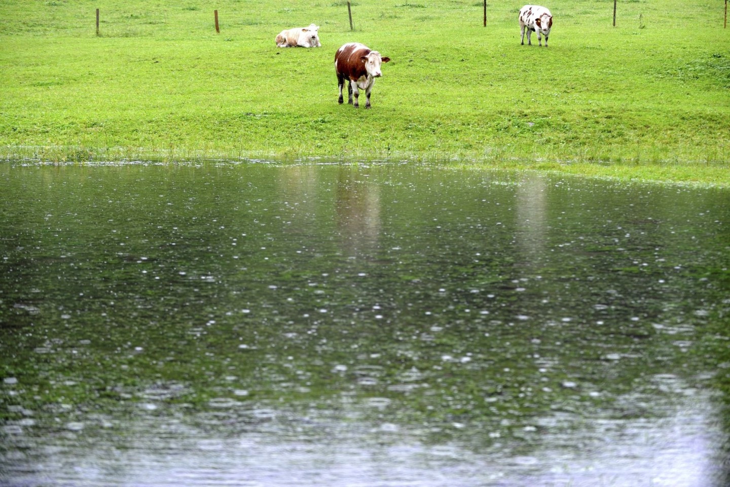 Drei Kühe stehen auf ihrer zum großen Teil überfluteten Wiese im Berchtesgadener Land. «So dreht ein Weiderind gern trotz vorhandenen Unterstands sein Hinterteil gegen die Hauptwindricht...