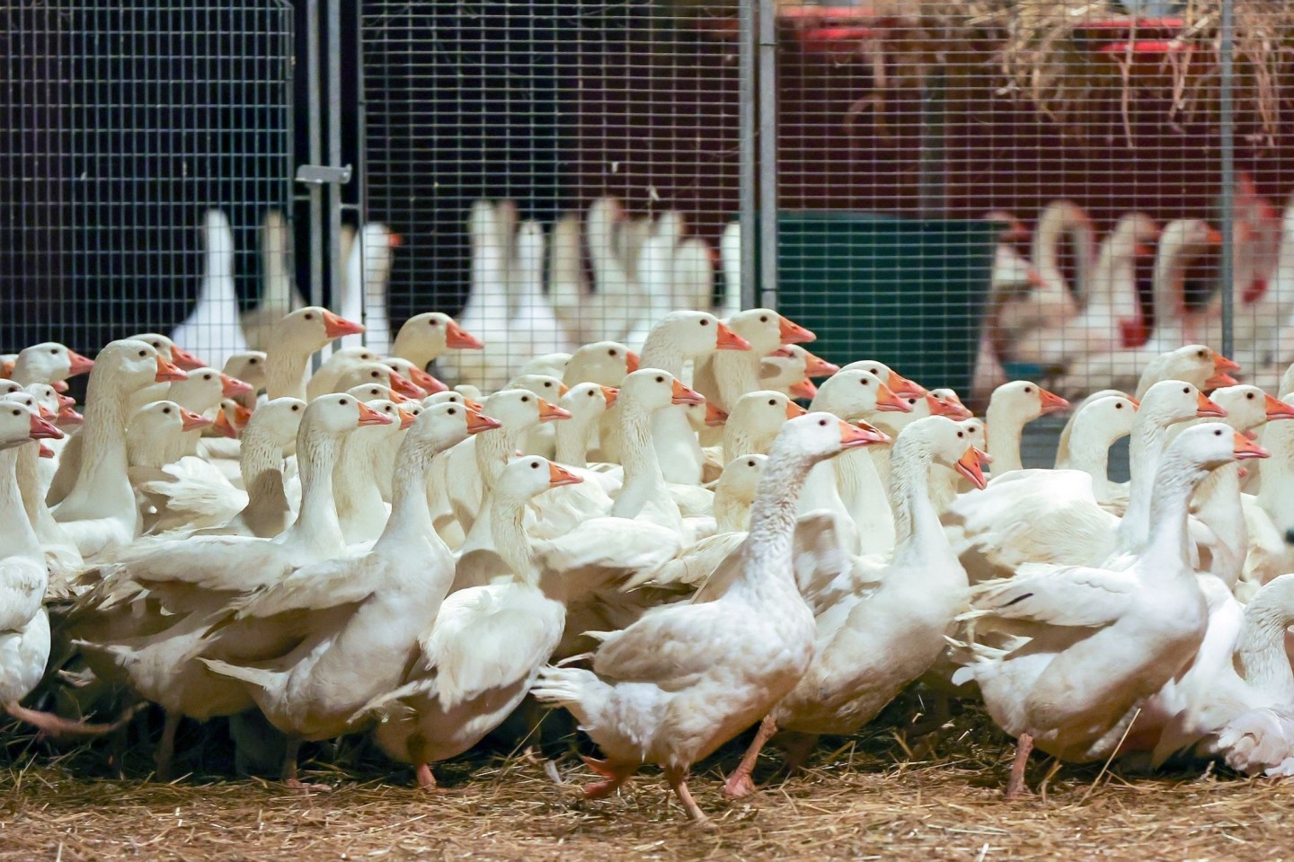 Zuchtgänse laufen durch einen Stall. An Weihnachten wird nach Befürchtung von Geflügelzüchtern wegen der kursierenden Vogelgrippe so mancher auf die traditionelle Weihnachtsgans verzicht...