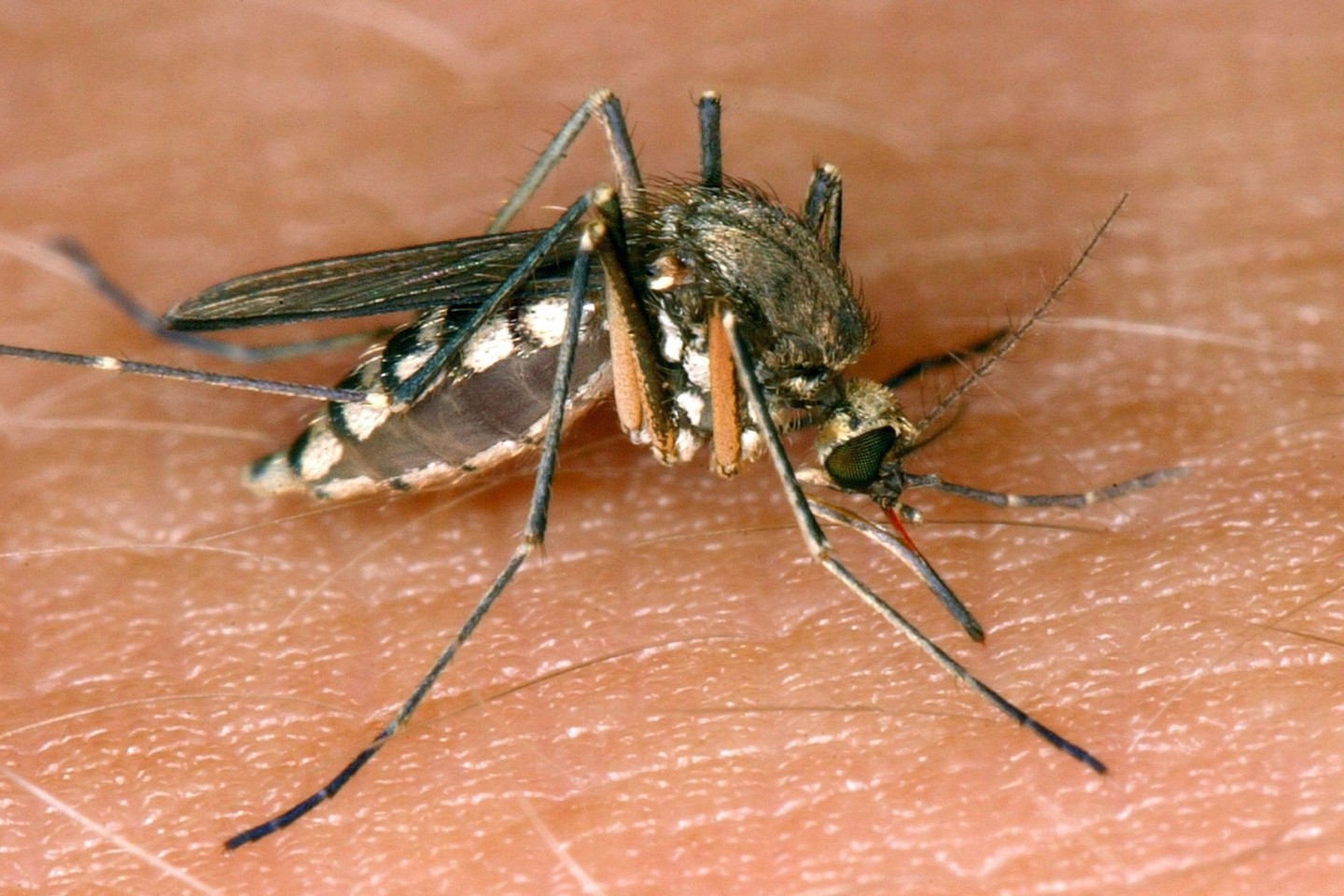 Eine Mücke saugt Blut aus der Haut. Das Robert Koch-Institut hält Ansteckungen mit der Tropenkrankheit West-Nil-Fieber in Deutschland dauerhaft für möglich.