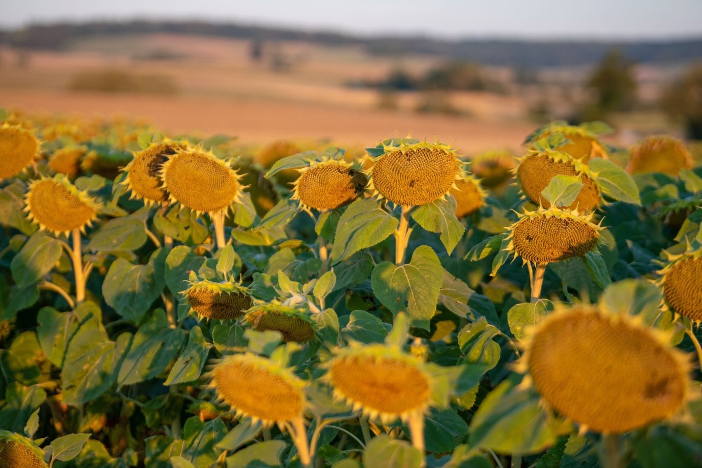Sonnenblumen auf einem Feld in Bayern.