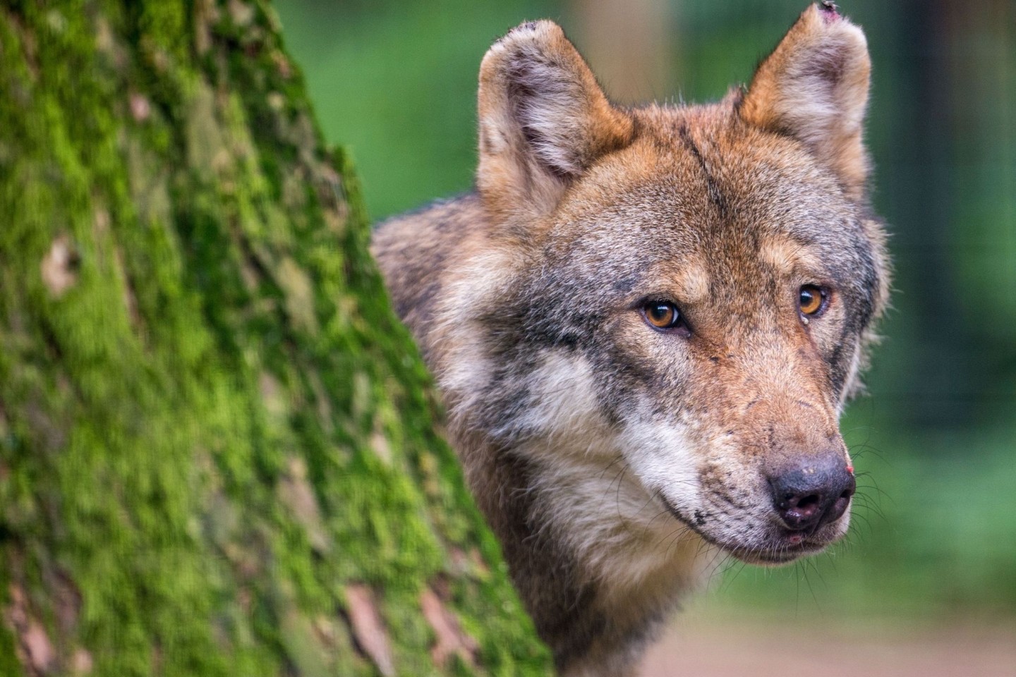 Die meisten Rudel leben lau des Wolfsmonitoring in Brandenburg.